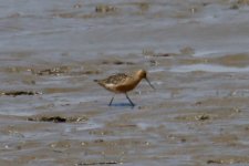 Eastern Bar-Tailed Godwit.jpg