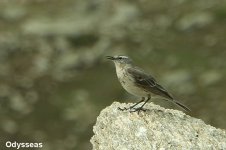 Pipit (2).jpg