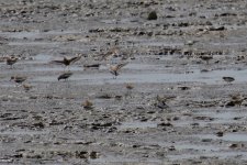 Dunlin - Red-Necked Stint.jpg