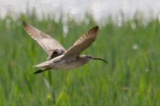 Whimbrel (4).jpg