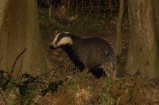 20180206 (1)_Badger.JPG