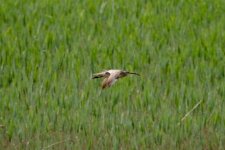 Whimbrel.jpg