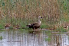 Eastern Spot-Billed Duck.jpg