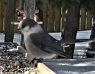 gray jay (2).png