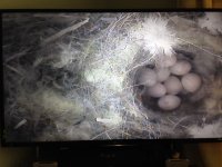 Blue tit eggs.JPG