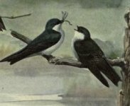 tree swallow.jpg