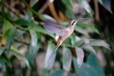 DSC00921 Planalto Hermit @Iguazu.jpg