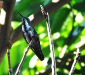 DSC00890 Black-throated Mango @ Iguazu.jpg