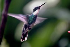 DSC00925 White-throated Hummingbird @ Iguazu.jpg