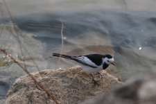 White Wagtail (1).jpg