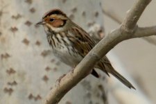 Little Bunting.jpg