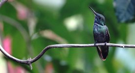 DSC00910 Versicoloured Emerald? @ Iguazu.jpg