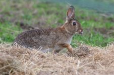 20180416 (5)_Rabbit.JPG