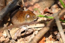 20180420 (11)_Bank_Vole.JPG