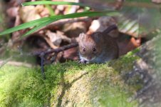 20180420 (14)_Bank_Vole.JPG