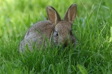 20180420 (16)_Rabbit.JPG