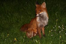 20180420 (20)_Red_Fox.JPG