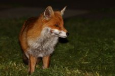 20180426 (1)_Red_Fox.JPG