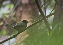 163 Pájaro - Copalinga - Ecuador 2017.jpg