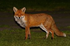 20180426 (2)_Red_Fox.JPG