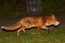 20180426 (4)_Red_Fox.JPG