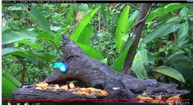 panama fruit feeder butterfly.JPG