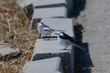 White Wagtail.jpg