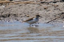 Common Sandpiper (1).jpg