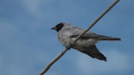 Cuckoo-shrike, Black-faced.jpg