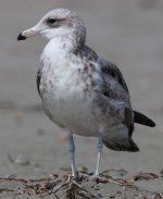 Californie-BodegaBay, 2017-09-16_2527.jpg