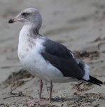 Californie-BodegaBay, 2017-09-16_2537.jpg