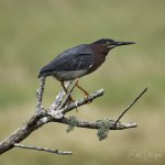 GreenHeron.jpg