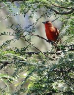 DSC00318 Hepatic Tanager @ Cafyate.jpg