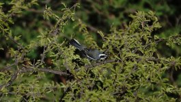 DSC00325 Ringed Warbling Finch @ Cafayate.jpg