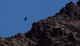 DSC00341 Andean Condor juv @ Cafayate.jpg