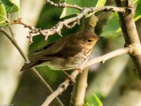 Thrush-3.jpg