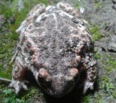 Natterjack Toad 1.jpg