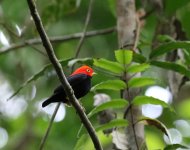 red h manakin.JPG