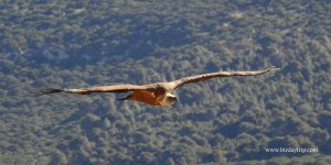 2018.05.15 Griffon Vulture 1.JPG