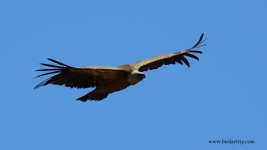 2018.05.15 Griffon Vulture 4.JPG