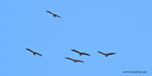 2018.05.15 Griffon Vultures.JPG