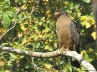 serpent-eagle.jpg