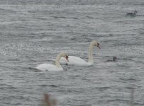 Mute swan.jpg