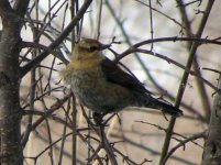 Rusty blackbird.jpg