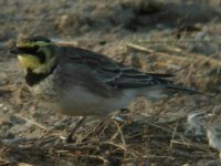 shore_lark_1to1_unproc_26nov06_800l_20a.jpg