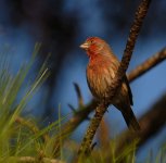 102106HouseFinch1a.jpg