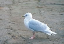 Iceland Gull Ad Winter.jpg