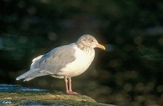 Glaucous Gull Ad Winter.jpg