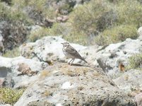 Pipit 20.5 Lesbos copy.JPG