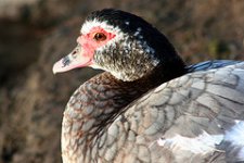 red eyed duck.jpg